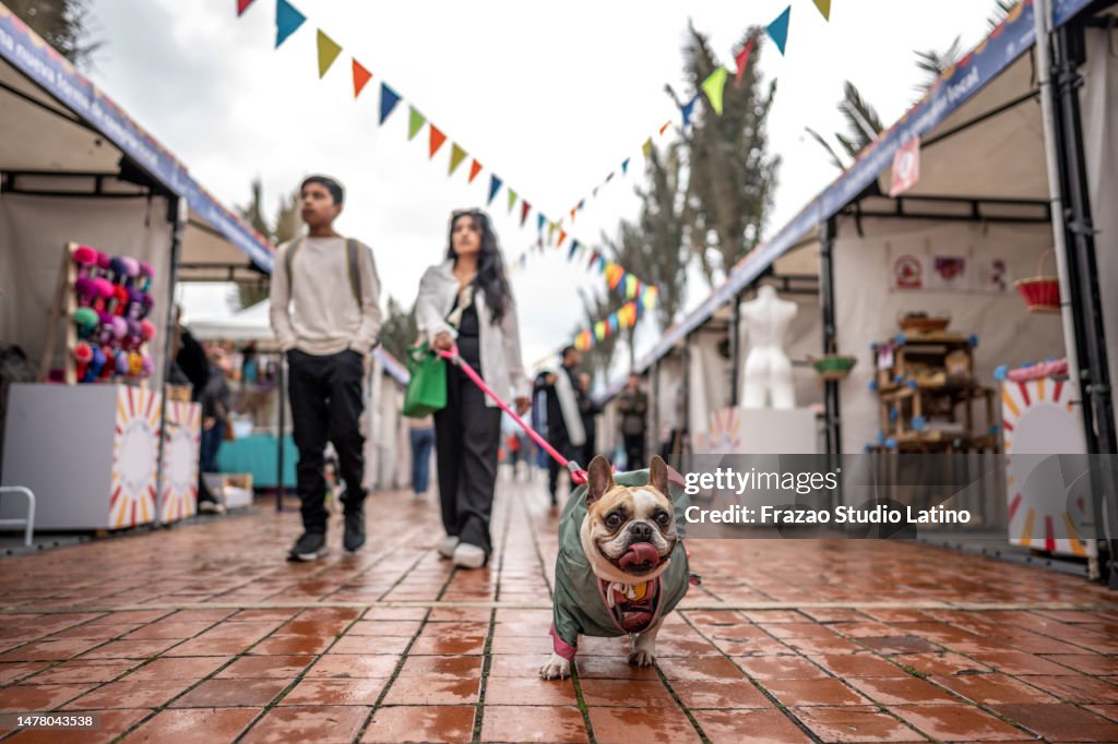 French bulldog walking with it owner on a fair