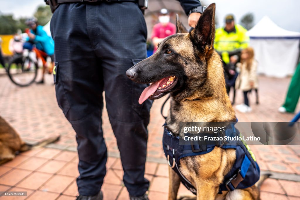 Police german shepherd on a public park