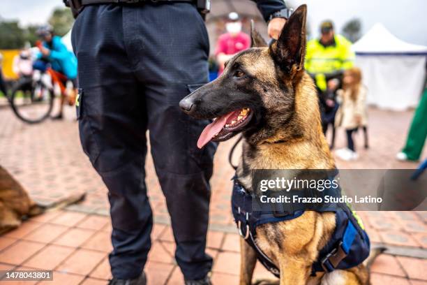 police german shepherd on a public park - guard dog stock pictures, royalty-free photos & images