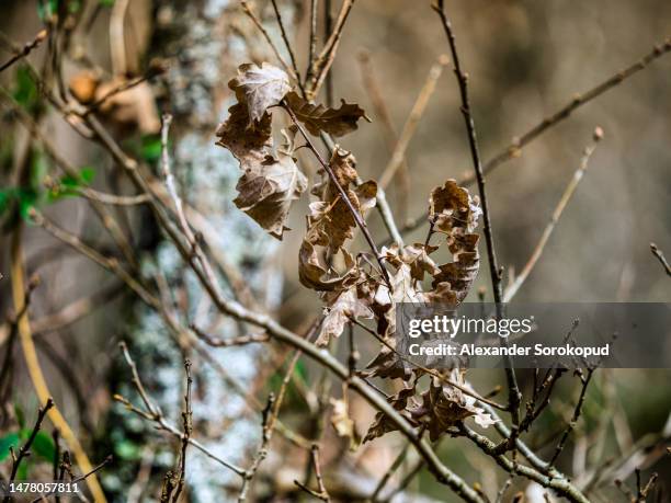 spring forest. branches covered with bright green moss. the first flowering trees. - alexander dorn stock-fotos und bilder