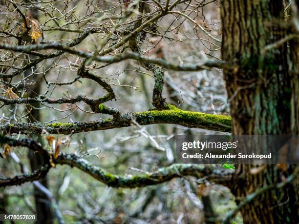 spring forest. branches covered with bright green moss. the first flowering trees. - alexander dorn stock-fotos und bilder