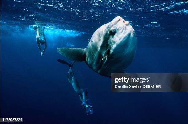 Poisson-lune , Gulf Stream au-dessus de l'épave du Titanic.