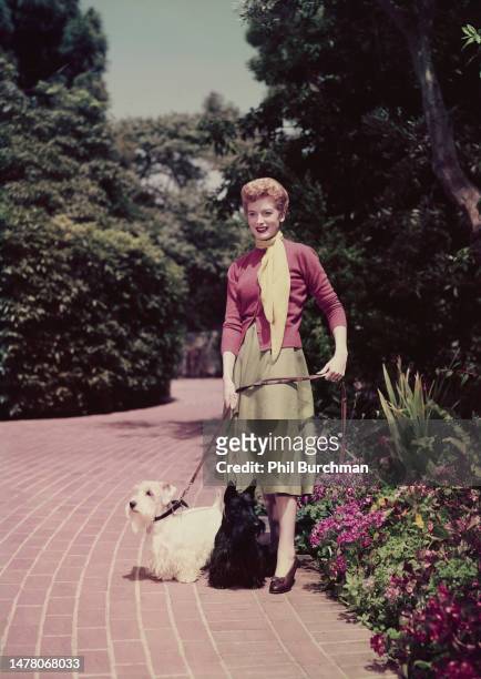 British actress Deborah Kerr, wearing a pink cardigan, yellow scarf and green skirt, holding two Scottish Terriers on leads in a brick-paved garden,...