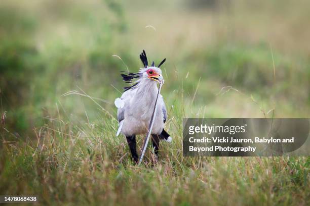 amazing close up of secretary bird with black mamba baby in his beak in mara triangle - huntmaster stock pictures, royalty-free photos & images
