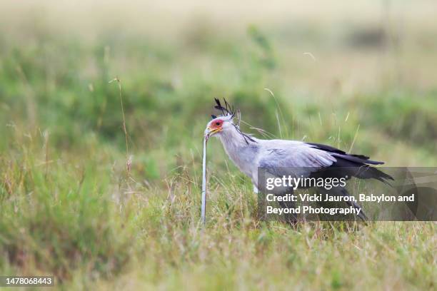 amazing close up of secretary bird with black mamba baby in his beak in mara triangle - mambi neri foto e immagini stock