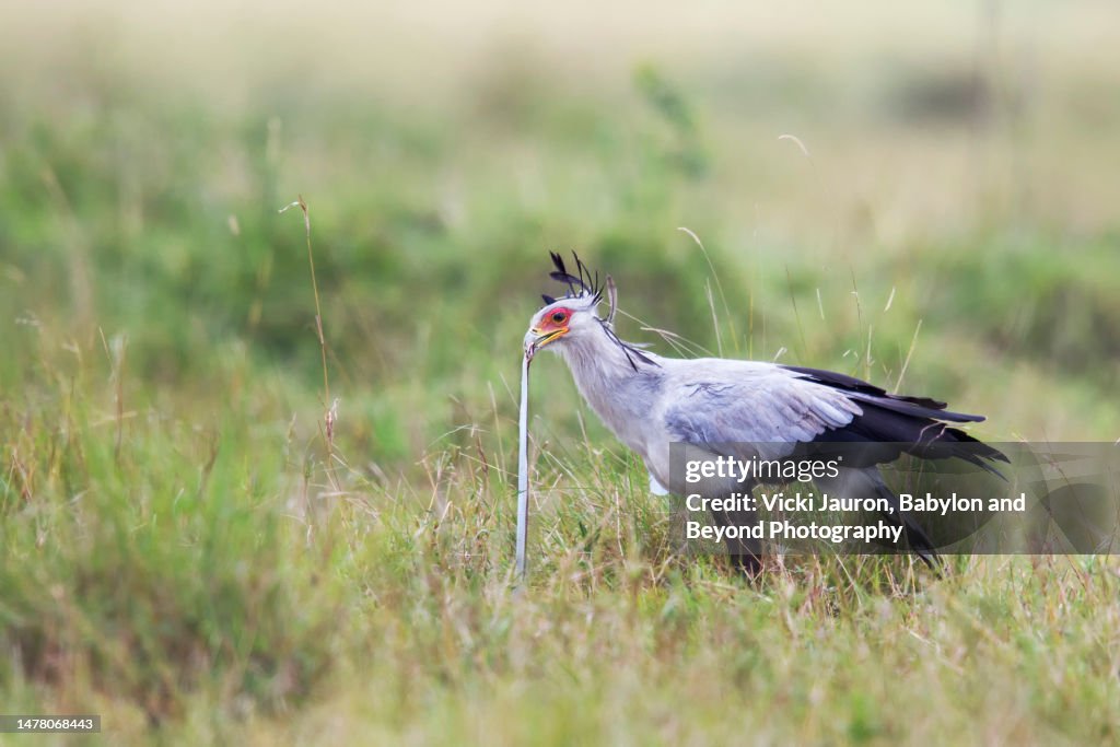 Amazing Close Up of Secretary Bird with Black Mamba Baby in his Beak in Mara Triangle