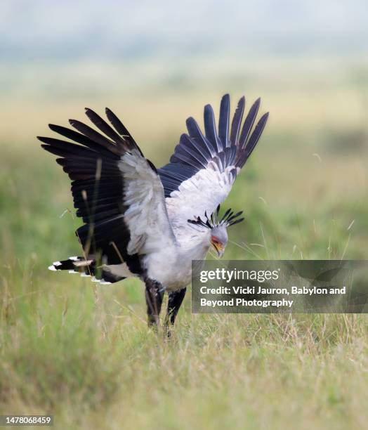 amazing close up of secretary bird with wings up hunting in mara triangle - mambi neri foto e immagini stock