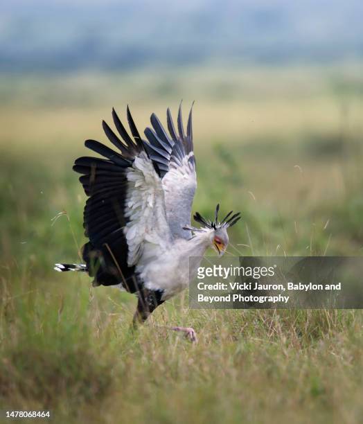 amazing close up of secretary bird with wings up hunting in mara triangle - black mamba stockfoto's en -beelden