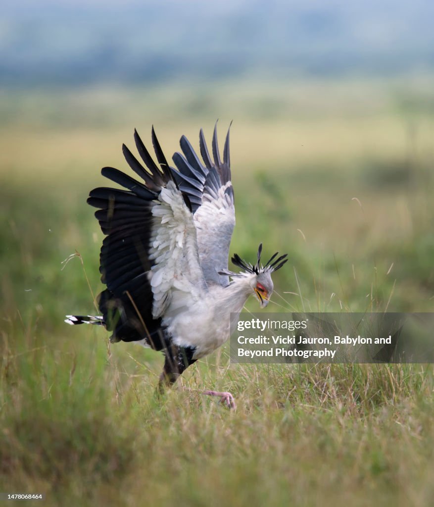 Amazing Close Up of Secretary Bird with Wings Up Hunting in Mara Triangle