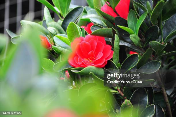 camellia flower in bloom，spring. - camellia bush stock-fotos und bilder