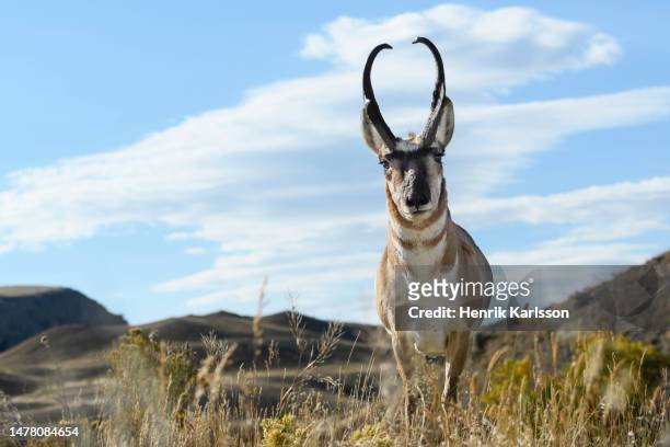pronghorn (antilocapra americana) on the prairie - pronghorn stock pictures, royalty-free photos & images