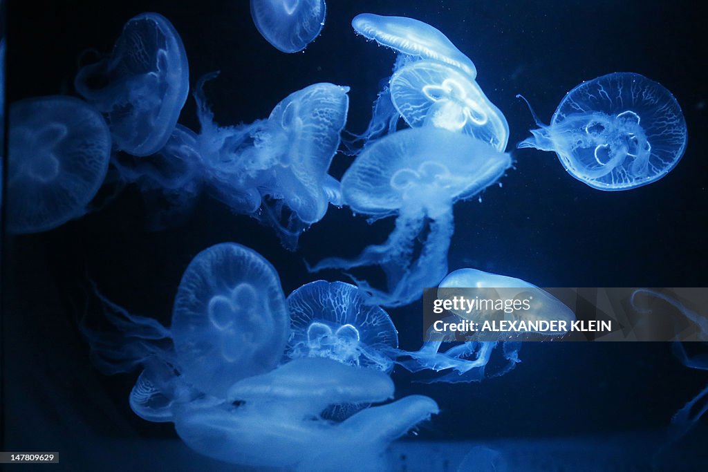 Pacific moon jellyfish (aurelia labiata)