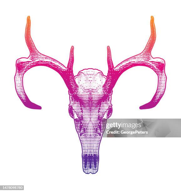 whitetail deer skull and antlers - trophy whitetail stock illustrations