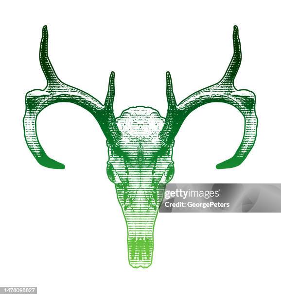 whitetail deer skull and antlers - deer skull stock illustrations