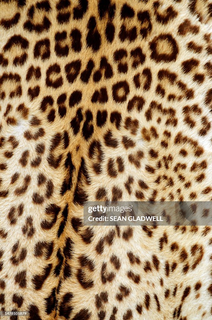 Leopard skin background