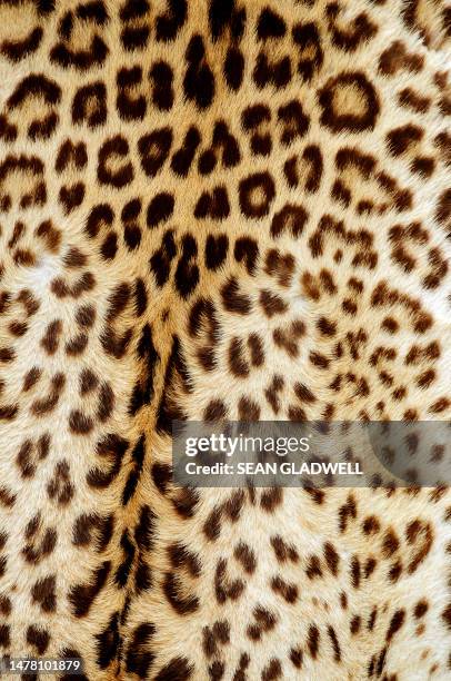 leopard skin background - leopard print texture stock pictures, royalty-free photos & images