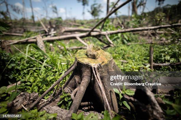 a cut tree stump in deforested land - deforestation amazon stock pictures, royalty-free photos & images