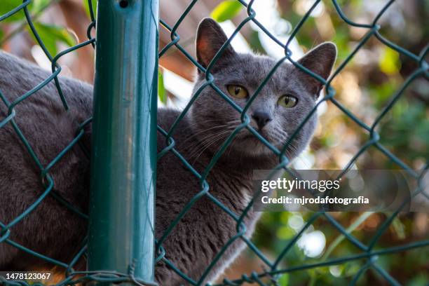 burmese cat looking at the camera through a metal fence - burmese cat stock-fotos und bilder