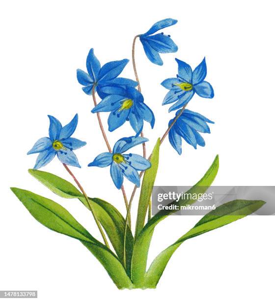 old chromolithograph illustration of botany, the siberian squill or wood squill (scilla siberica) - bluebell illustration stock pictures, royalty-free photos & images