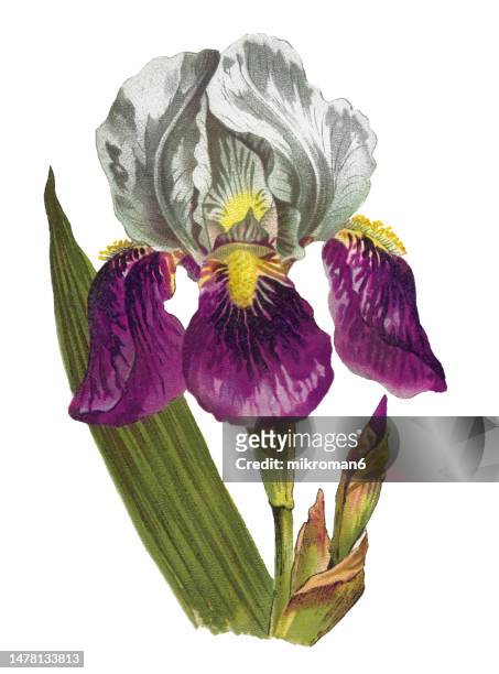 old chromolithograph illustration of botany, bearded iris or the german bearded iris (iris × germanica) - bearded iris stockfoto's en -beelden