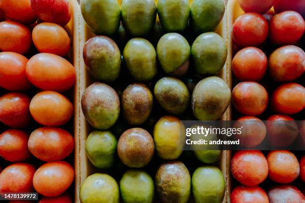seriguela fruit siriguela ciriguela ceriguela spondias - spondias purpurea stock pictures, royalty-free photos & images