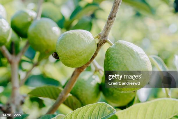 plantación de guayaba - guayaba fotografías e imágenes de stock