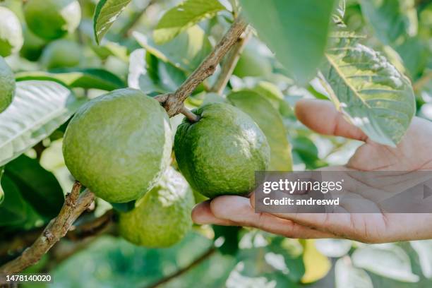 chequeo manual de guayaba en el árbol - guayaba fotografías e imágenes de stock