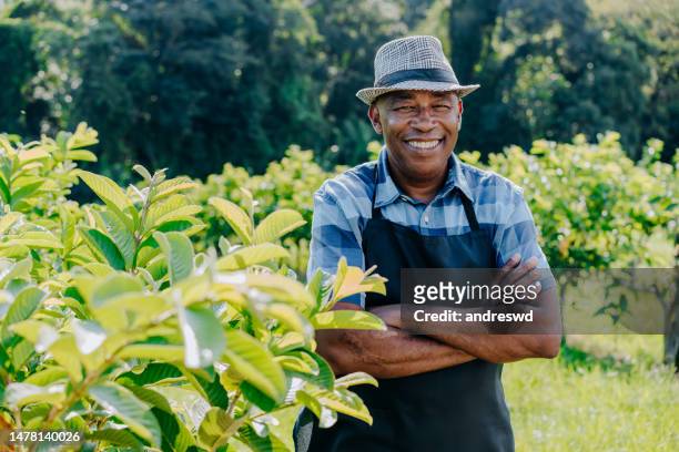 porträt eines mannes auf dem feld der guavenplantage - guava fruit stock-fotos und bilder