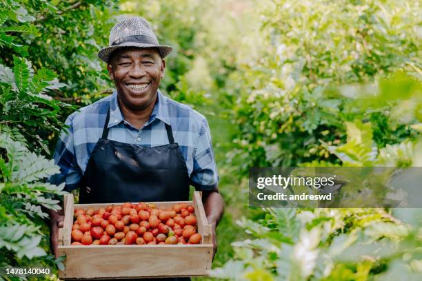 portrait of a country man picking fruit seriguela siriguela ceriguela ciriguela spondias - spondias purpurea stock pictures, royalty-free photos & images