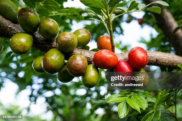 siriguela fruit tree seriguela ciriguela ceriguela spondias - spondias purpurea stock pictures, royalty-free photos & images