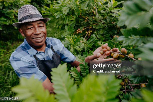 portrait of a country man picking fruit seriguela siriguela ceriguela ciriguela spondias - spondias purpurea stock pictures, royalty-free photos & images