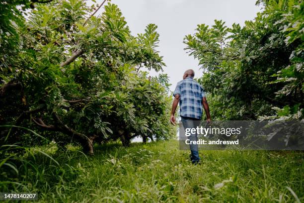 portrait of a country man walking through the fruit plantation siriguela seriguela ciriguela ceriguela - spondias mombin stock pictures, royalty-free photos & images