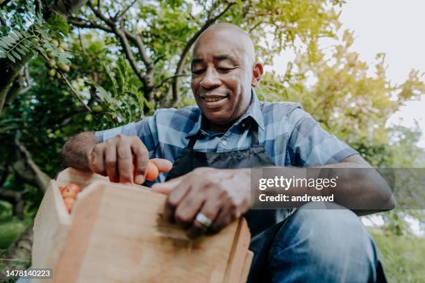 portrait of a man in the countryside harvesting fruit - spondias mombin stock pictures, royalty-free photos & images