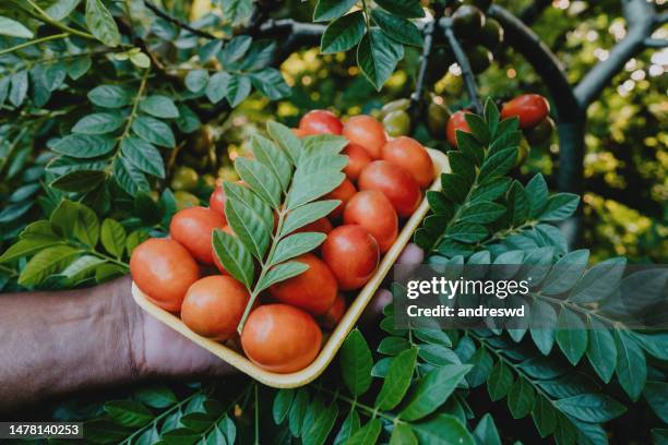 hands holding tray of fruits siriguela seriguela ciriguela ceriguela - spondias mombin stock pictures, royalty-free photos & images