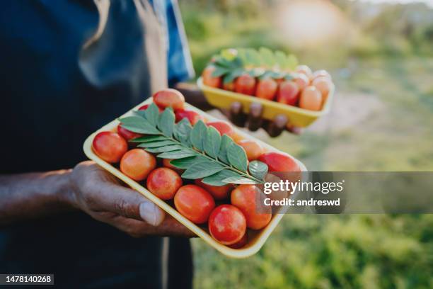 hands holding tray of fruits siriguela seriguela ciriguela ceriguela - spondias purpurea stock pictures, royalty-free photos & images