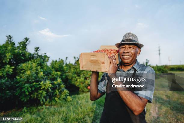 portrait of a man in the countryside harvesting fruit spondias siriguela seriguela ciriguela ceriguela - spondias purpurea stock pictures, royalty-free photos & images