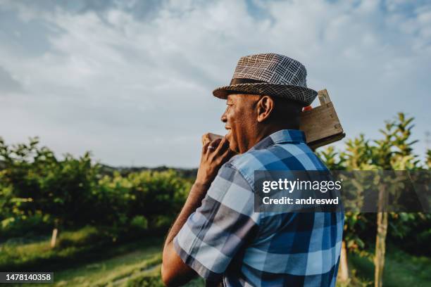 portrait of a man in the countryside harvesting fruit - spondias mombin stock pictures, royalty-free photos & images