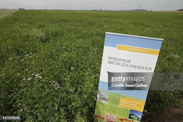 Sign explains the use of wild plants for bioenergy before a media event at a test field operated by the Saaten Zeller company on July 3, 2012 in...