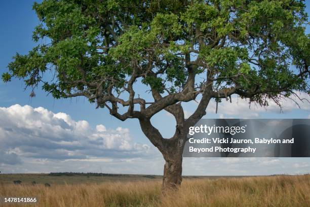 landscape scenic with tree and leopard tail hanging down in mara triangle - camouflage stock pictures, royalty-free photos & images