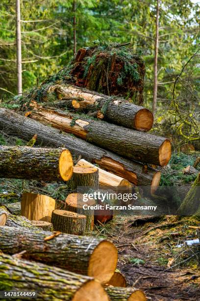 forest wood log - houtstapel stockfoto's en -beelden