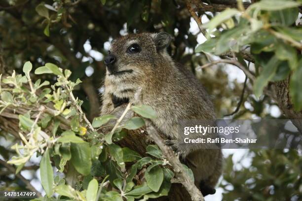 cape hyrax - tree hyrax stock pictures, royalty-free photos & images