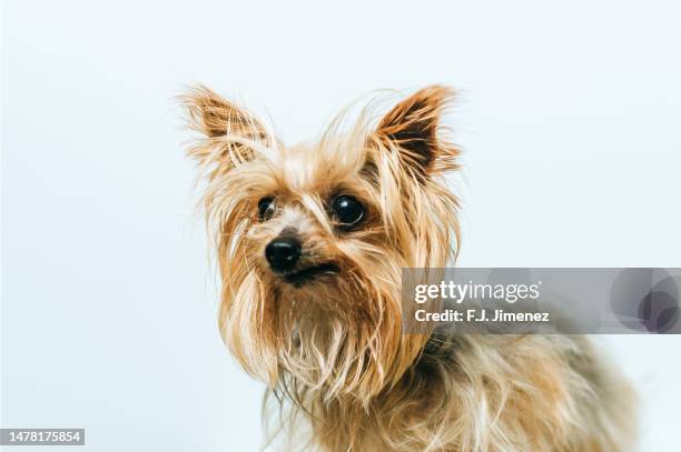 yorkshire portrait on white background - toy dog fotografías e imágenes de stock