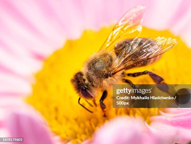 european honey bee on pyrethrum flower,lviv oblast,ukraine - rumpf eines tieres stock-fotos und bilder