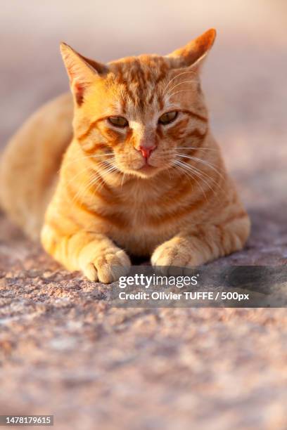 chat roux adulte couch au soleil,france - chat roux stock-fotos und bilder