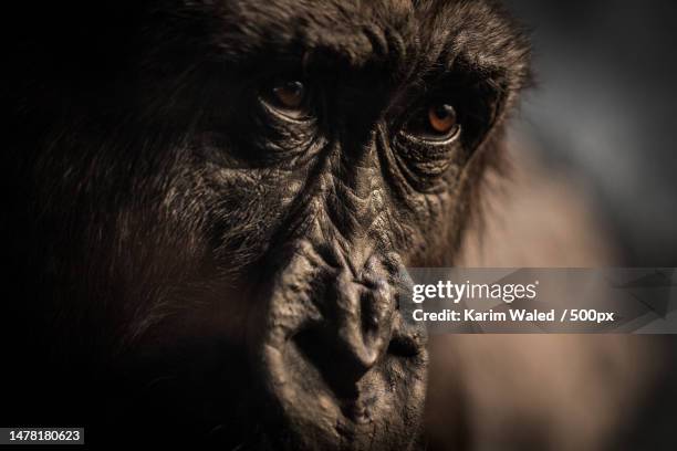 close-up of monkey looking away - great ape stockfoto's en -beelden