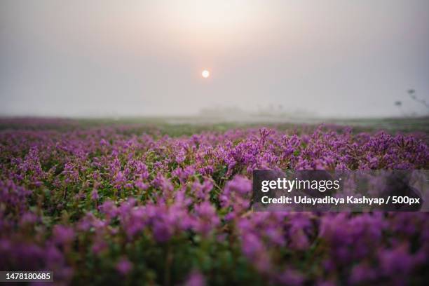 close-up of purple flowering plants on field against sky,piparadokan,assam,india - better rural india stock-fotos und bilder