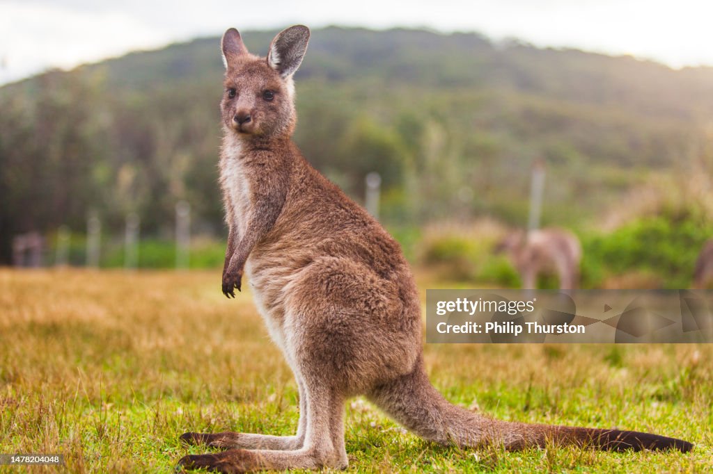 Joey kangaroo close up portrait