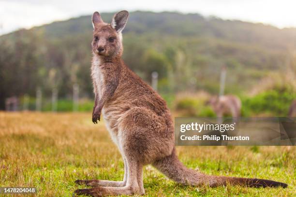 joey kangaroo close up portrait - joey kangaroo stock pictures, royalty-free photos & images