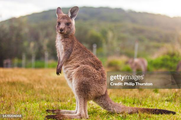 joey kangaroo close up portrait - cria de canguru imagens e fotografias de stock