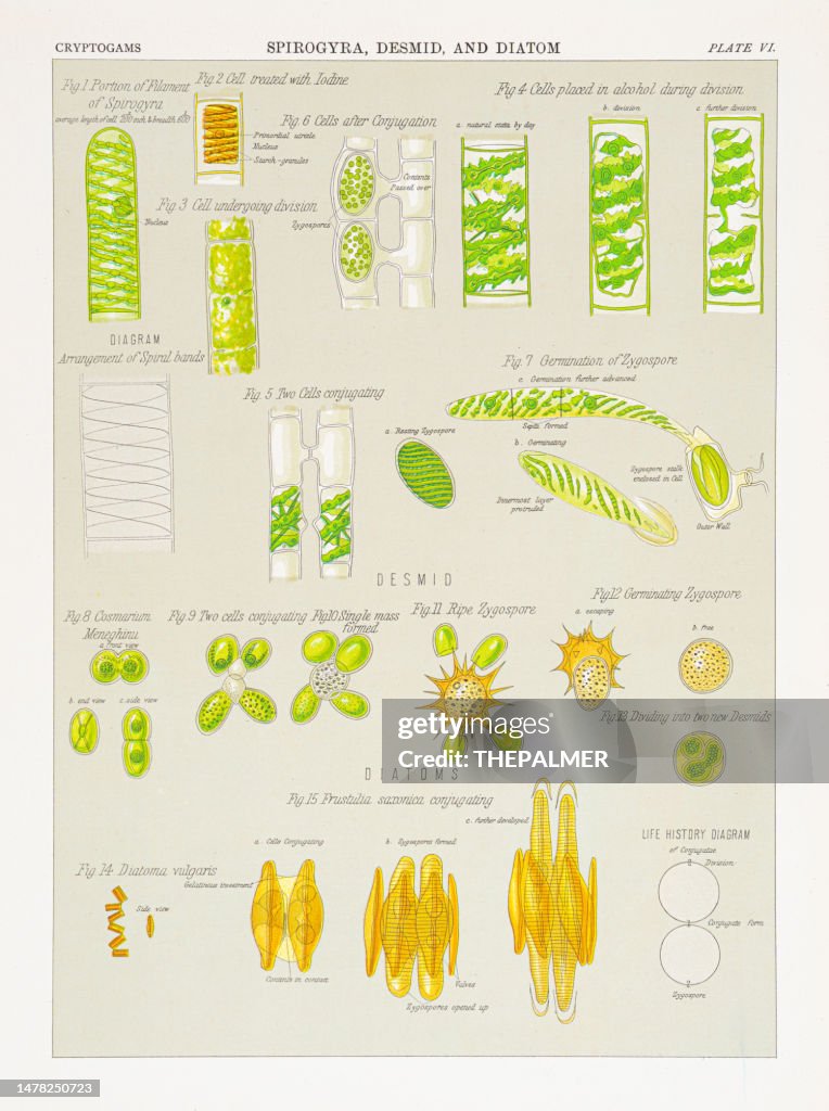 Spirogyra, Desmid and Diatom Chromolithography 1883